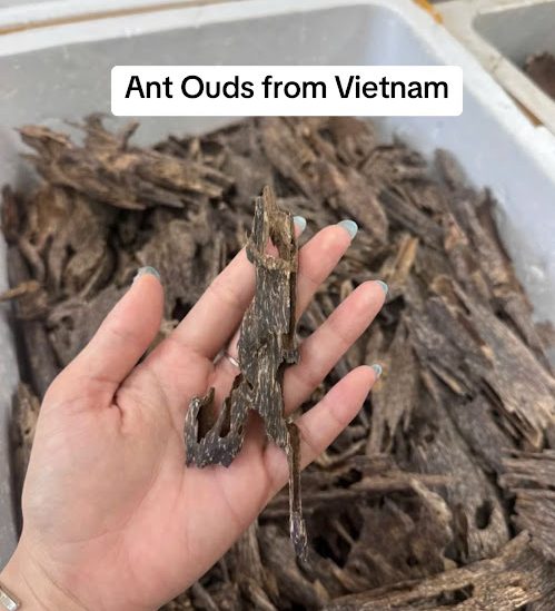 Home th oud vietnam ao 65
