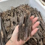 ant oud vietnam ao65
