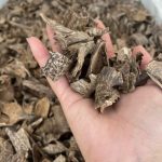 oud chip a20 4
